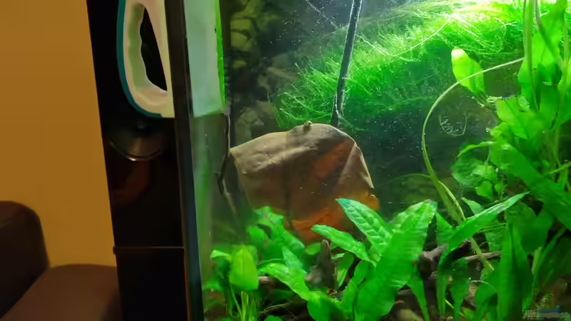 Besatz von HOTU (61)