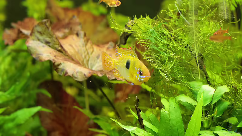 Besatz von INGE (15)