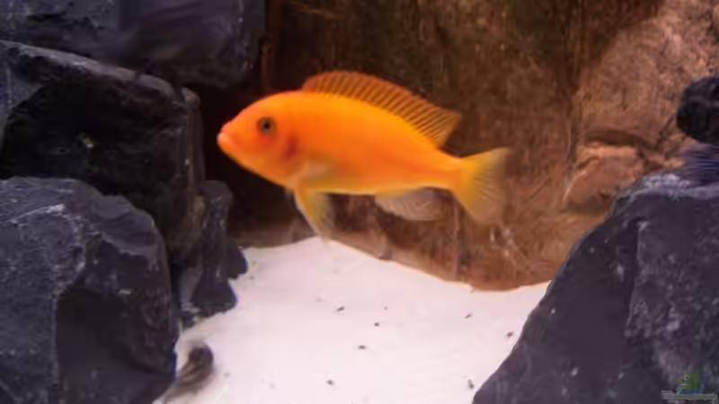 Besatz von Michael Boeck (17)