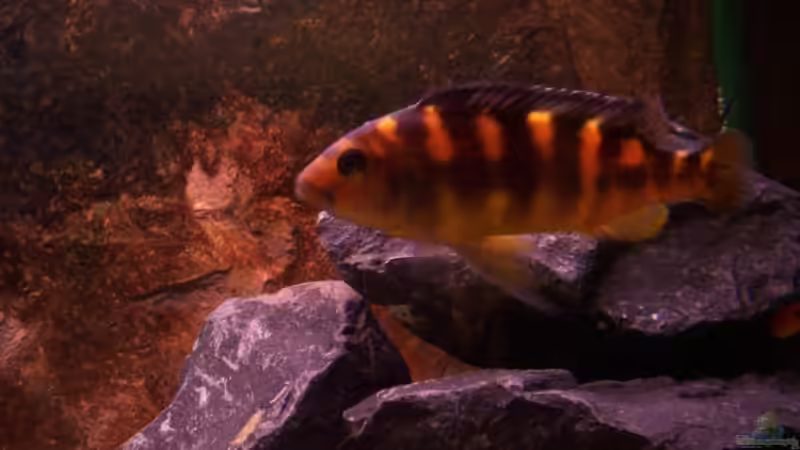 Besatz von Michael Boeck (18)