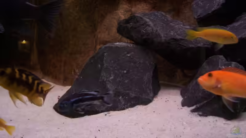 Besatz von Michael Boeck (20)