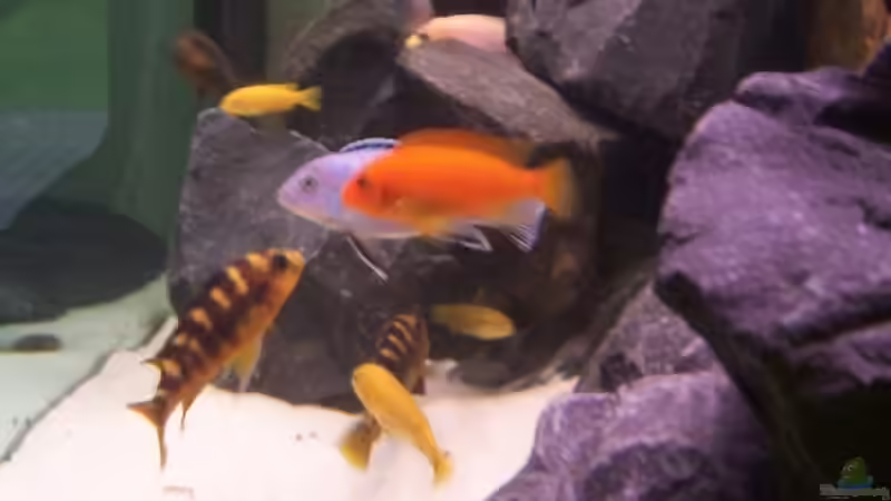 Besatz von Michael Boeck (21)