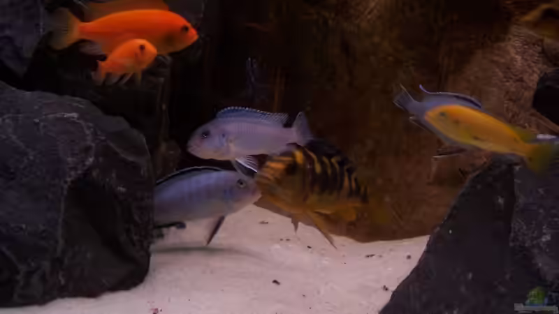 Besatz von Michael Boeck (23)