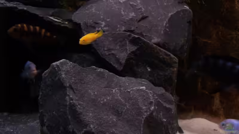 Besatz von Michael Boeck (24)