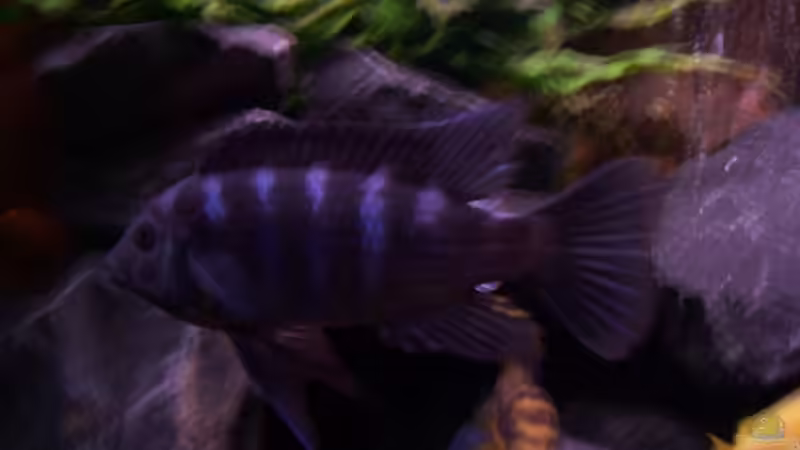 Besatz von Michael Boeck (25)