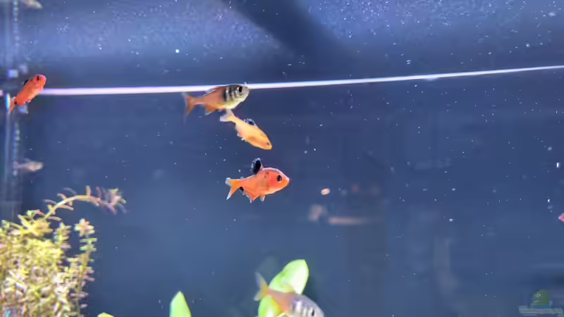 Besatz von Peter Peter (97)