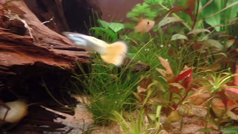 Besatz von raubsau (47)