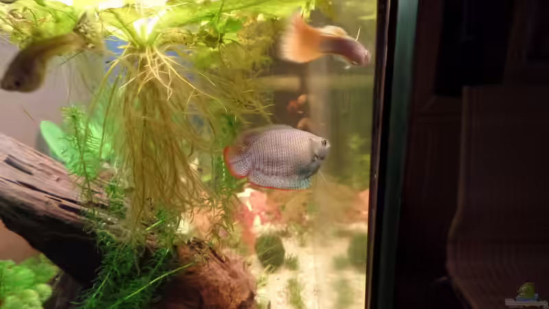 Besatz von raubsau (48)