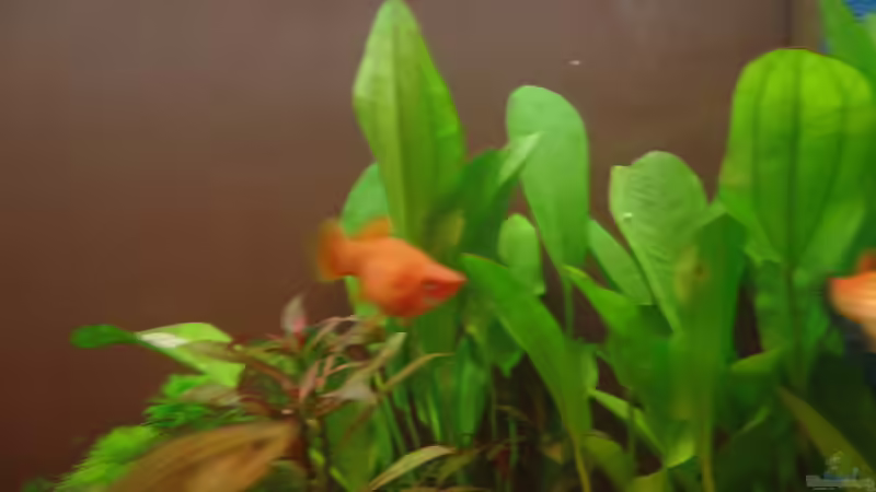 Besatz von raubsau (49)