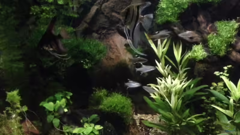 Besatz von Tarmina (32)