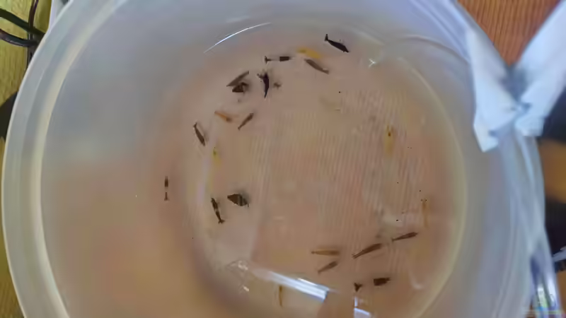 Besatz vor dem einsetzen von HOTU (17)