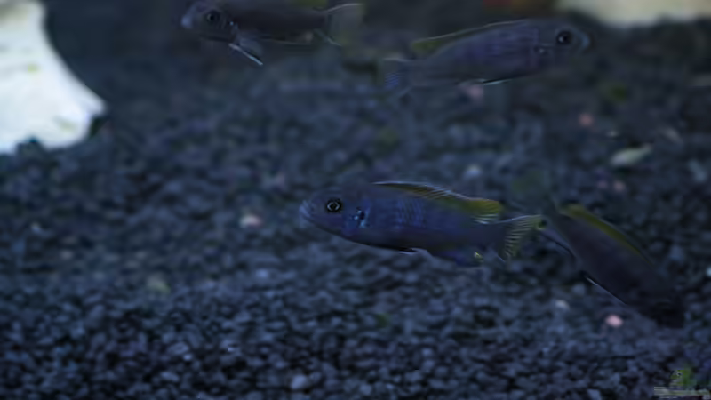 Besatz (Weibchen) von moiko (4)