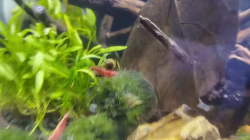 Besatz4 von HOTU (20)