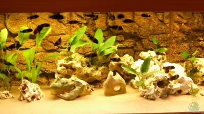 Besatzänderung12.05.2007 Aqualux Standartbecken