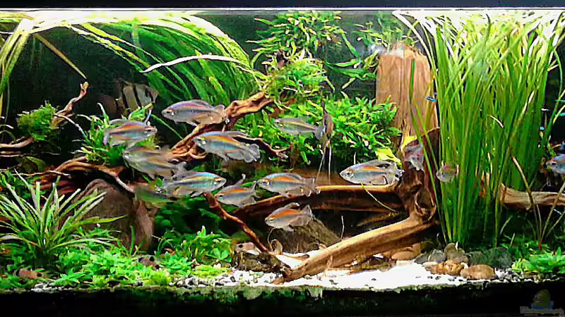 Besatzbilder 14.7.15 von Grünhexe (197)