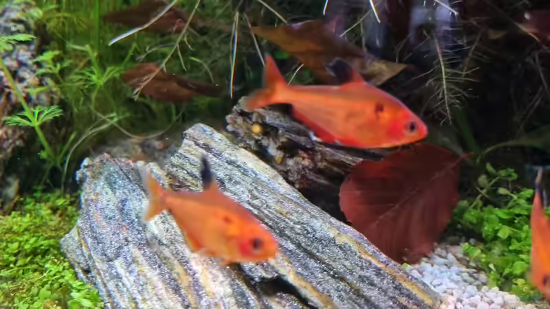 Besatzplanung für ein südamerikanisches Salmleraquarium