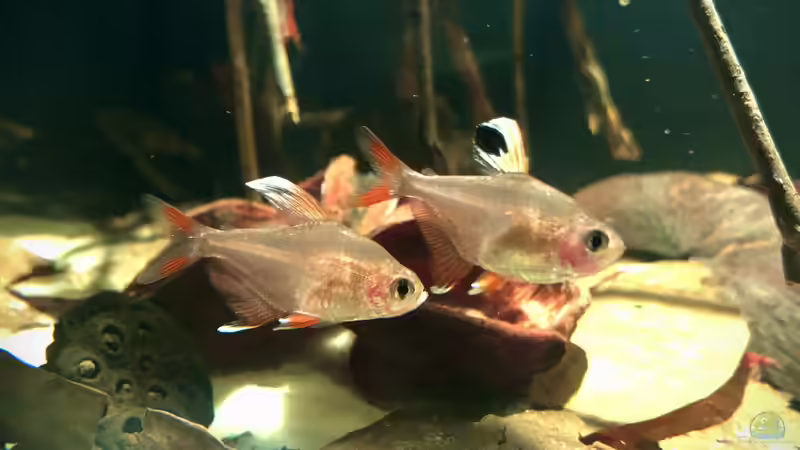 Besatzplanung für ein südamerikanisches Salmleraquarium