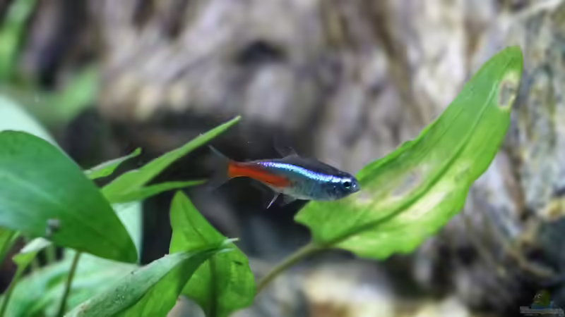 Besatzplanung für ein südamerikanisches Salmleraquarium