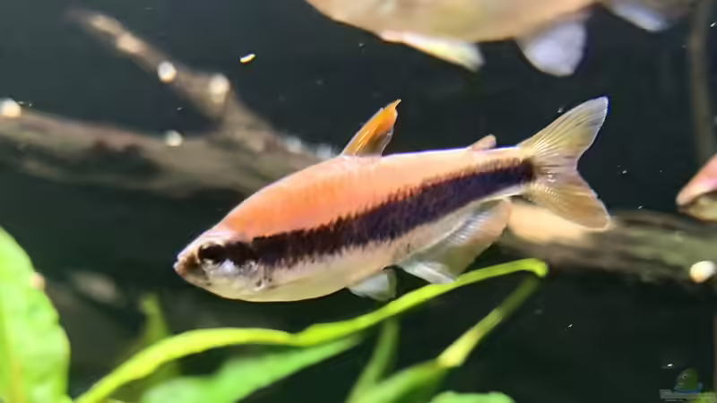 Besatzplanung für ein südamerikanisches Salmleraquarium