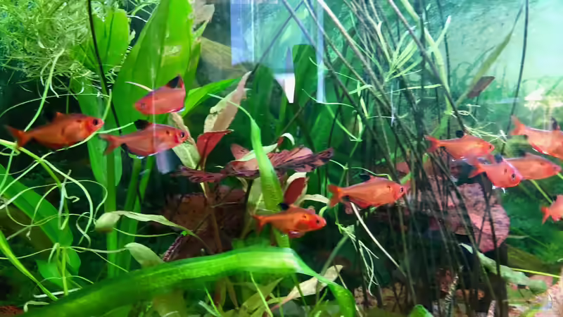 Besatzplanung für ein südamerikanisches Salmleraquarium