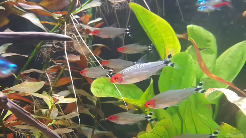 Besatzplanung für ein südamerikanisches Salmleraquarium