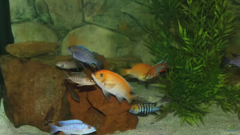 Besatzt? von Sascha Vienerius (10)