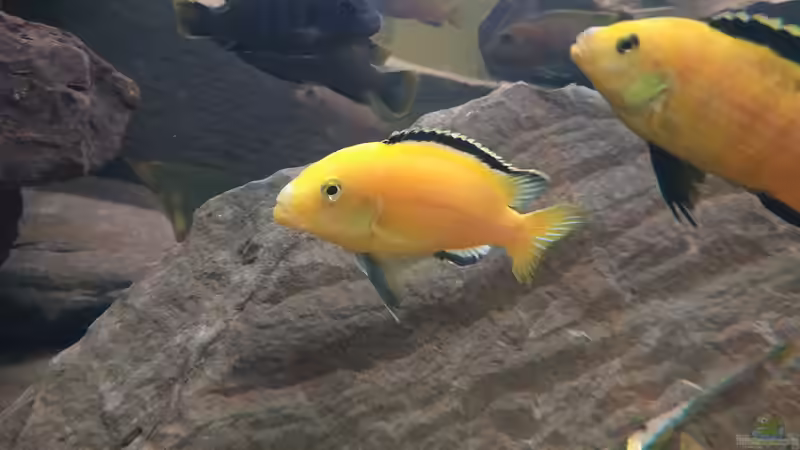 Besatzung von Tim Gleichmann (12)