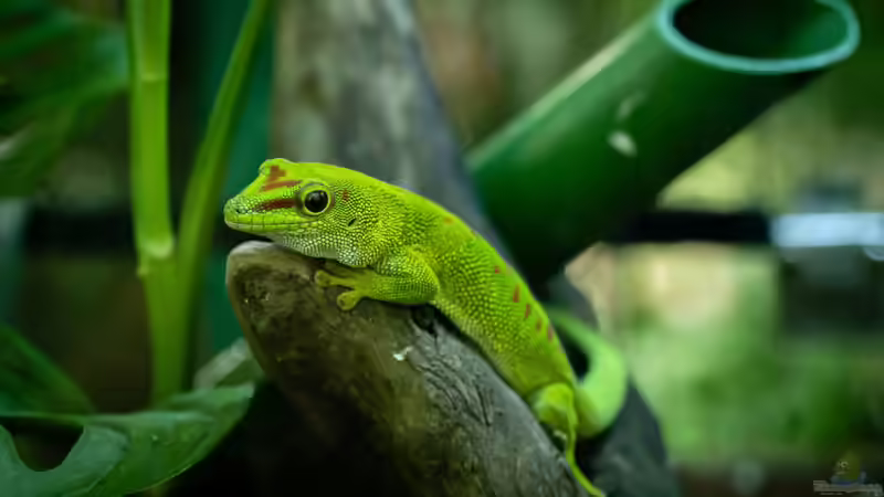 Beschäftigungsmöglichkeiten für Geckos im Terrarium