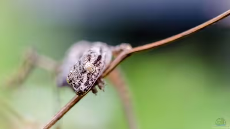 Beschäftigungsmöglichkeiten für Geckos im Terrarium