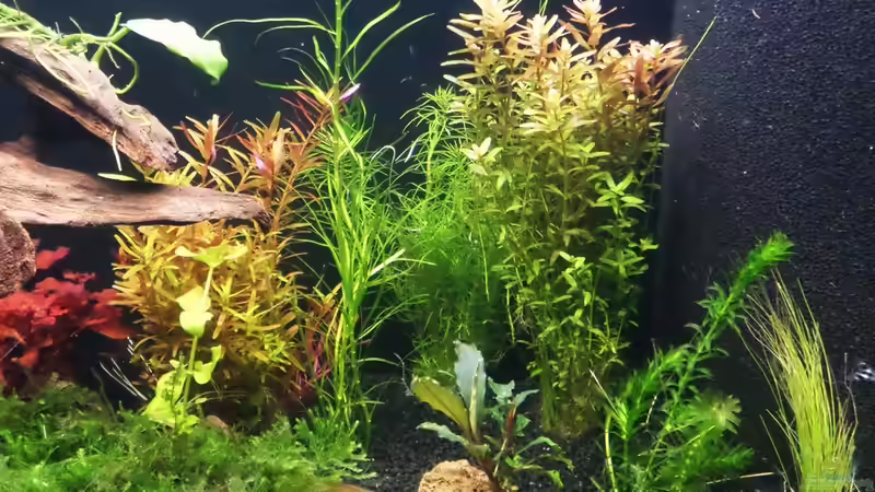 Beschreibung kommt noch von Rotkopfsalmler (9)