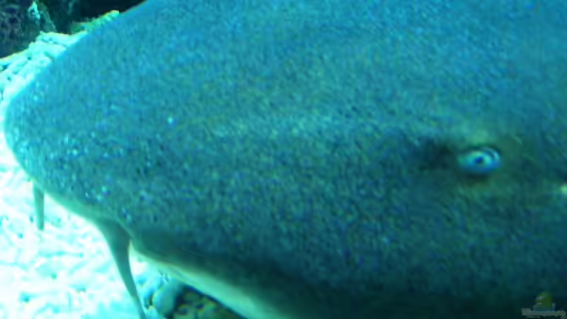 Besinnliche Weihnachten und einen besonders aquariaten Start ins 2011