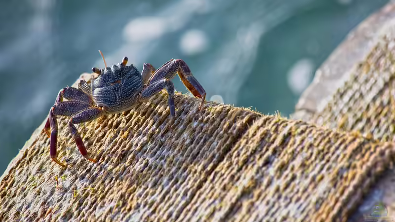 Besondere Fauna in Lagunen - faszinierende Lebensräume zwischen Meer und Land
