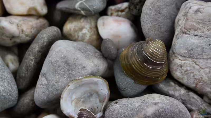 Besondere Wirbellose: Muscheln für Aquarium und Gartenteich
