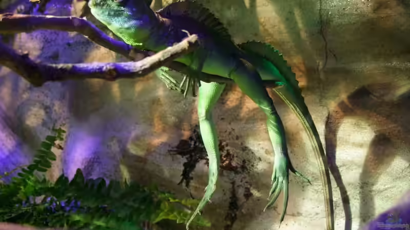 Besser abhängen geht nur noch in der Hängematte von Betta Chris (52)