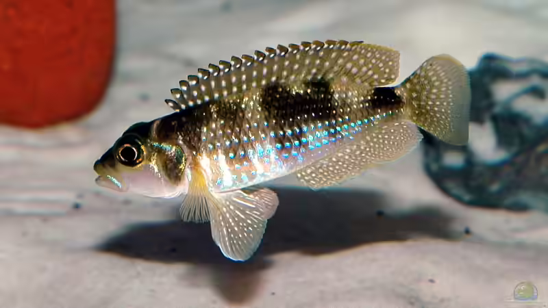 Besser im Art-Aquarium? Schneckenbuntbarsche aus dem Tanganjikasee