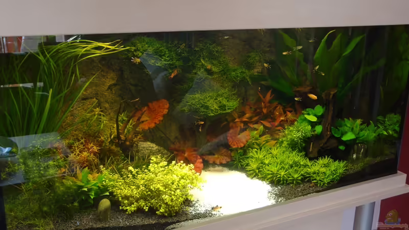 Besser??? von Goos (4)