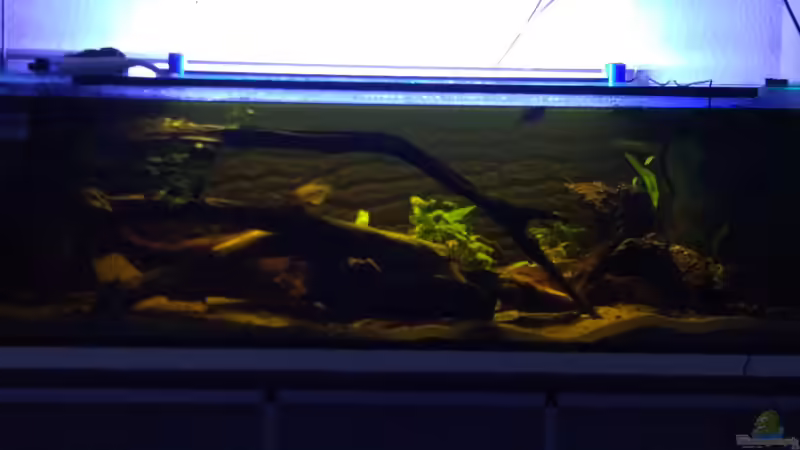 Bessere Bilder werden in kürze folgen von Tiburón (1)