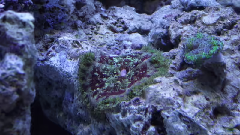 Besseres Bild :-) von Dr. Manhattan (12)