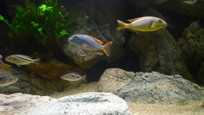 Bestand alt vor ca. 1 Jahr von Crenii (36)