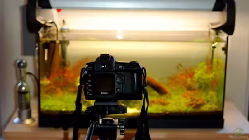 Beste Kameras für Fotos von Zierfischen: Ein umfassender Leitfaden für Aquaristikfans