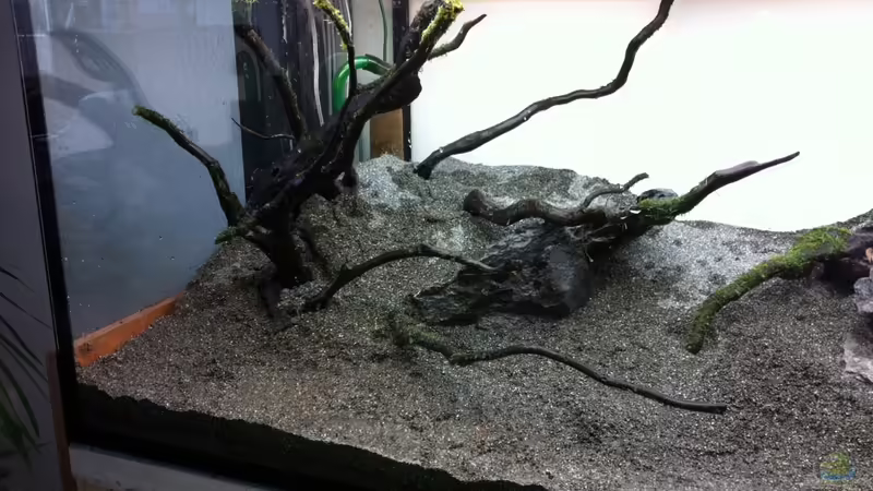 besteht aus vier einzelnen Wurzeln ( mit Dennerlesaugern gesichert ) von OrangeBuschfisch (6)