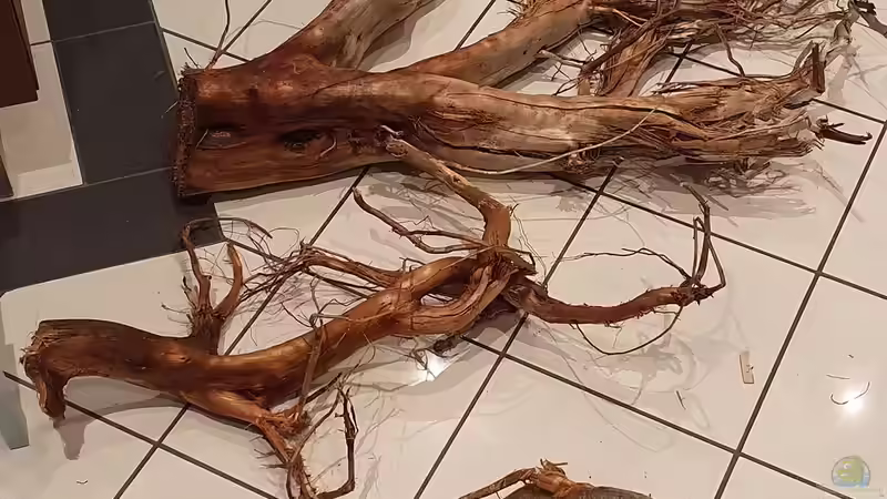 bestellte Wurzeln von Steven Tumma (10)