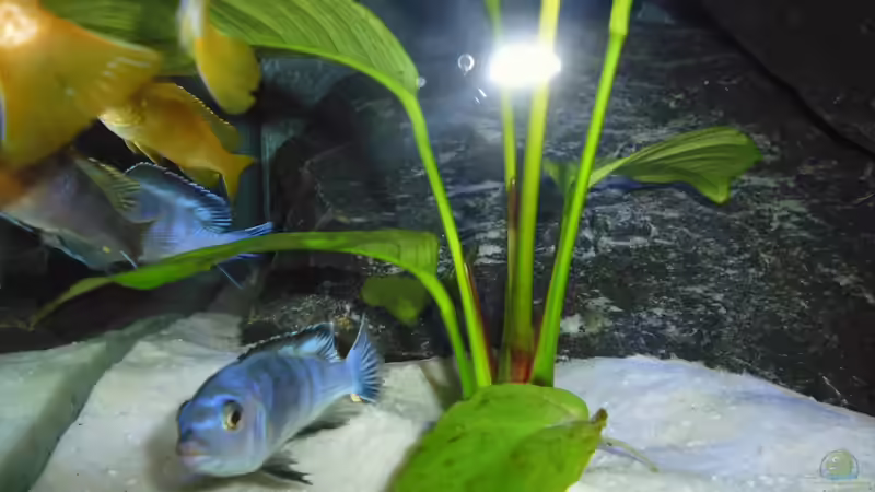 Bestzt kurz nach dem Einzug 28.01.2014 von Benjamin Schmider (17)