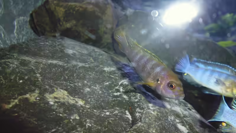 Bestzt kurz nach dem Einzug 28.01.2014 von Benjamin Schmider (18)