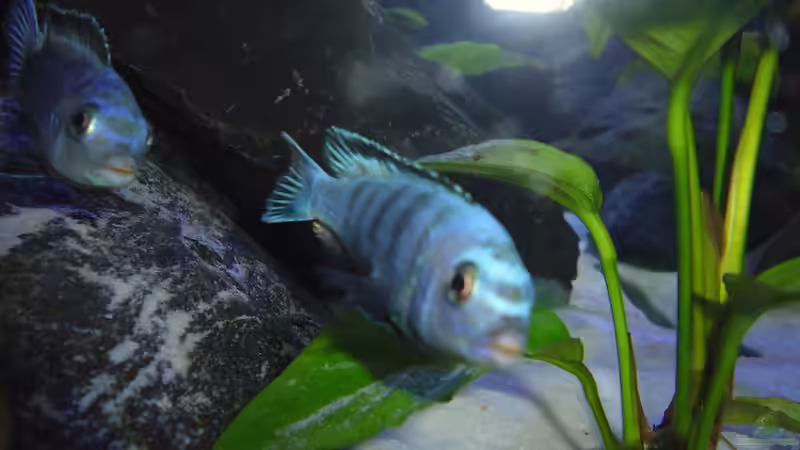 Bestzt kurz nach dem Einzug 28.01.2014 von Benjamin Schmider (23)