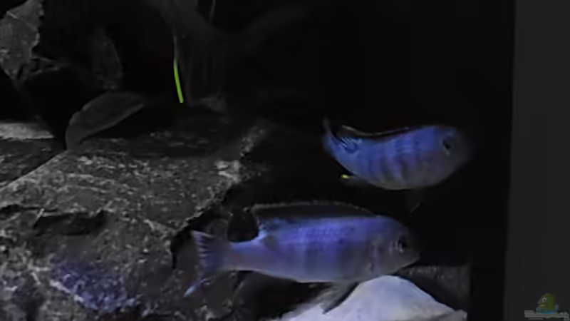 Bestzt kurz nach dem Einzug 28.01.2014 von Benjamin Schmider (24)