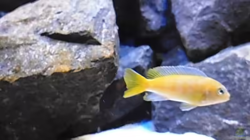 Bestzt kurz nach dem Einzug 28.01.2014 von Benjamin Schmider (25)