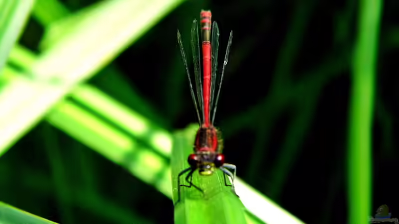 Besuch am Teich von snooze (20)