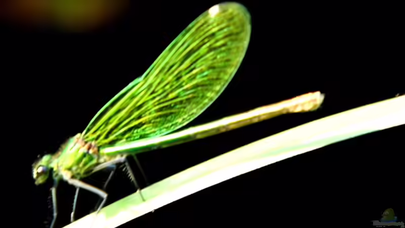 Besuch am Teich von snooze (22)