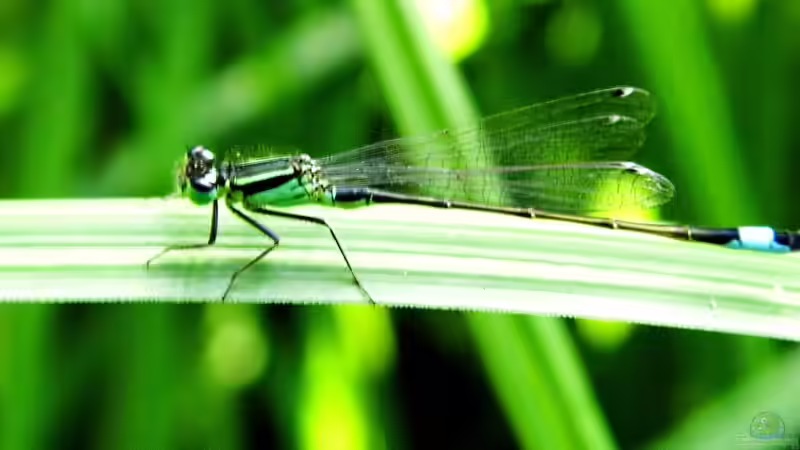 Besuch am Teich von snooze (24)